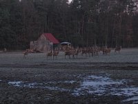 Hirsche.jpg