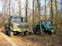 Wald_08b_460x345.jpg