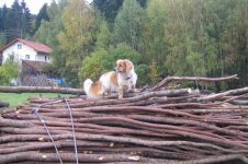 bilder fÃ¼rs internet Unimog 001.jpg