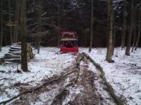 Wald-5_01_2010.jpg