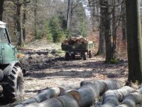 K640_Wald_Welger.JPG