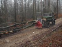 K640_wald 2011 001.JPG