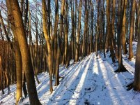Wald_1.JPG