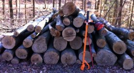 Holz.jpg