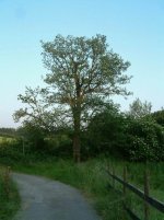 DSCF0019.JPG