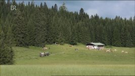Unimog 406 auf der Alm (1).JPG