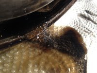 IMG_3537_1.jpg