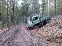 Wald.jpg