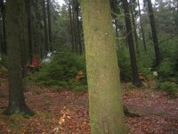 Birkenwald7.Feb.2007.JPG