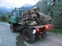 Wurzelstock auf Unimog-2.jpg