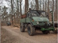 im_wald_2.jpg